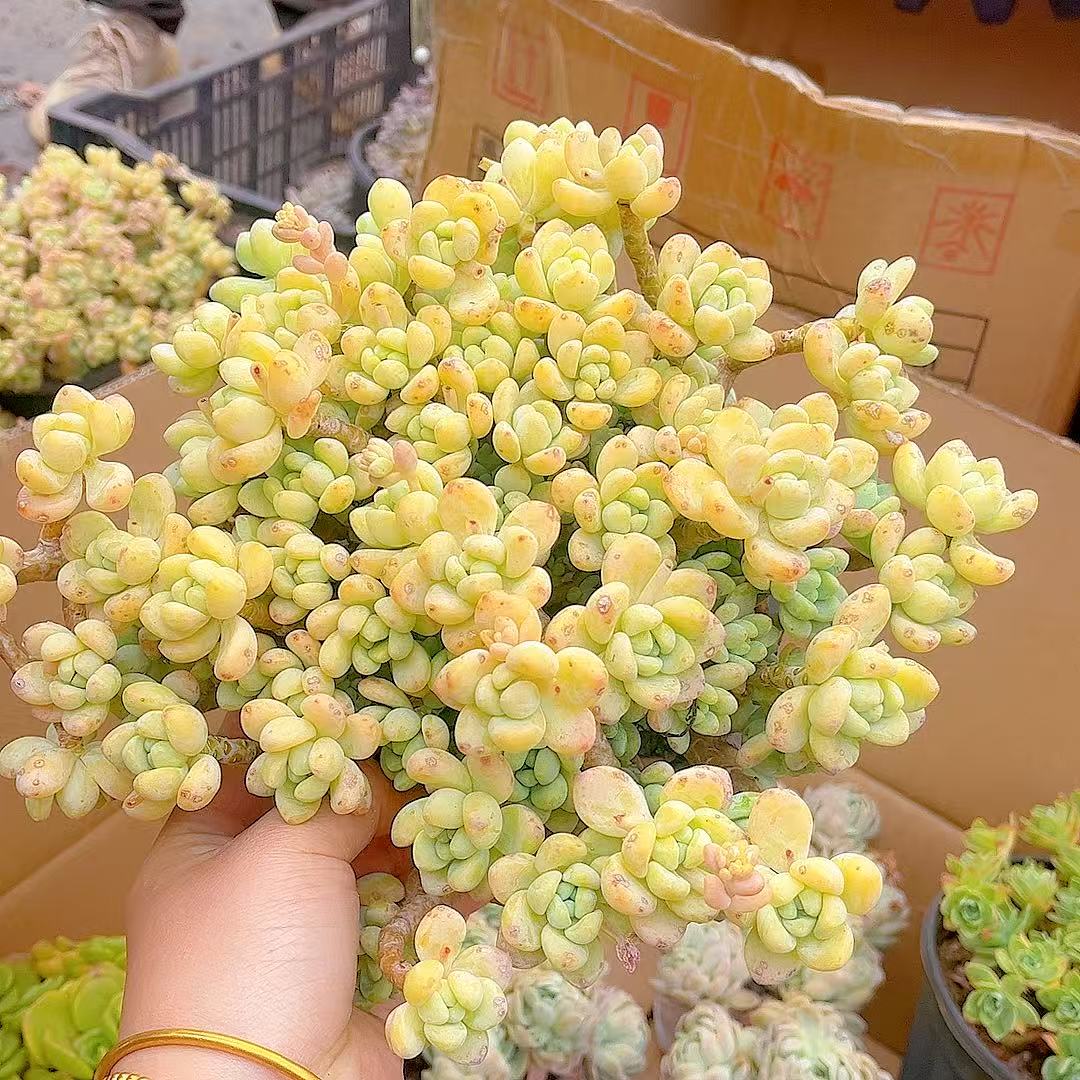 樱花罗琦 精品多肉（满2单包邮）清欢园艺多肉植物室内绿植盆栽