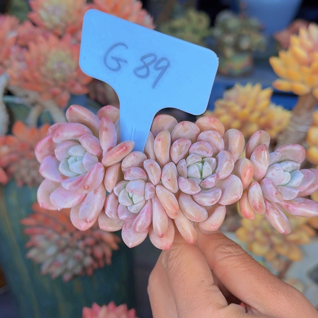 多肉植物的生长发育