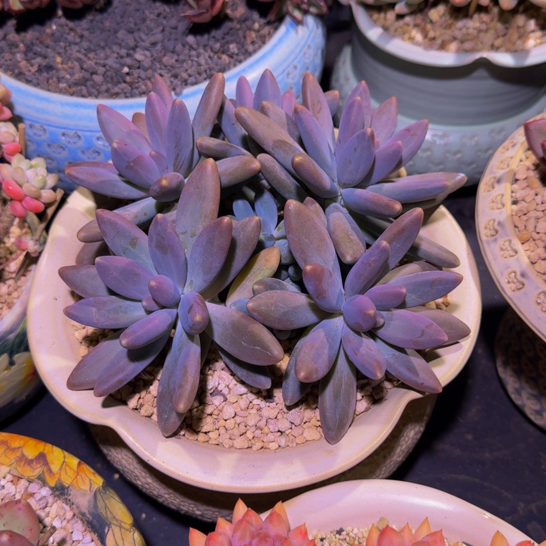 胖烟花 群生  一物一拍