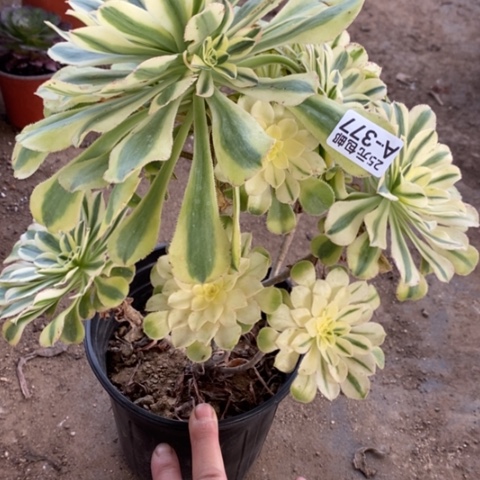 377保时捷满25包邮多肉