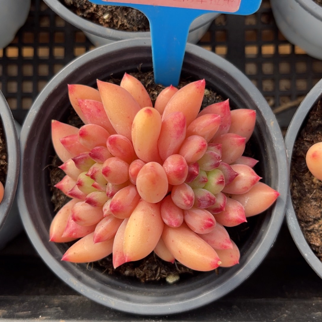 云尘多肉一物一拍1002