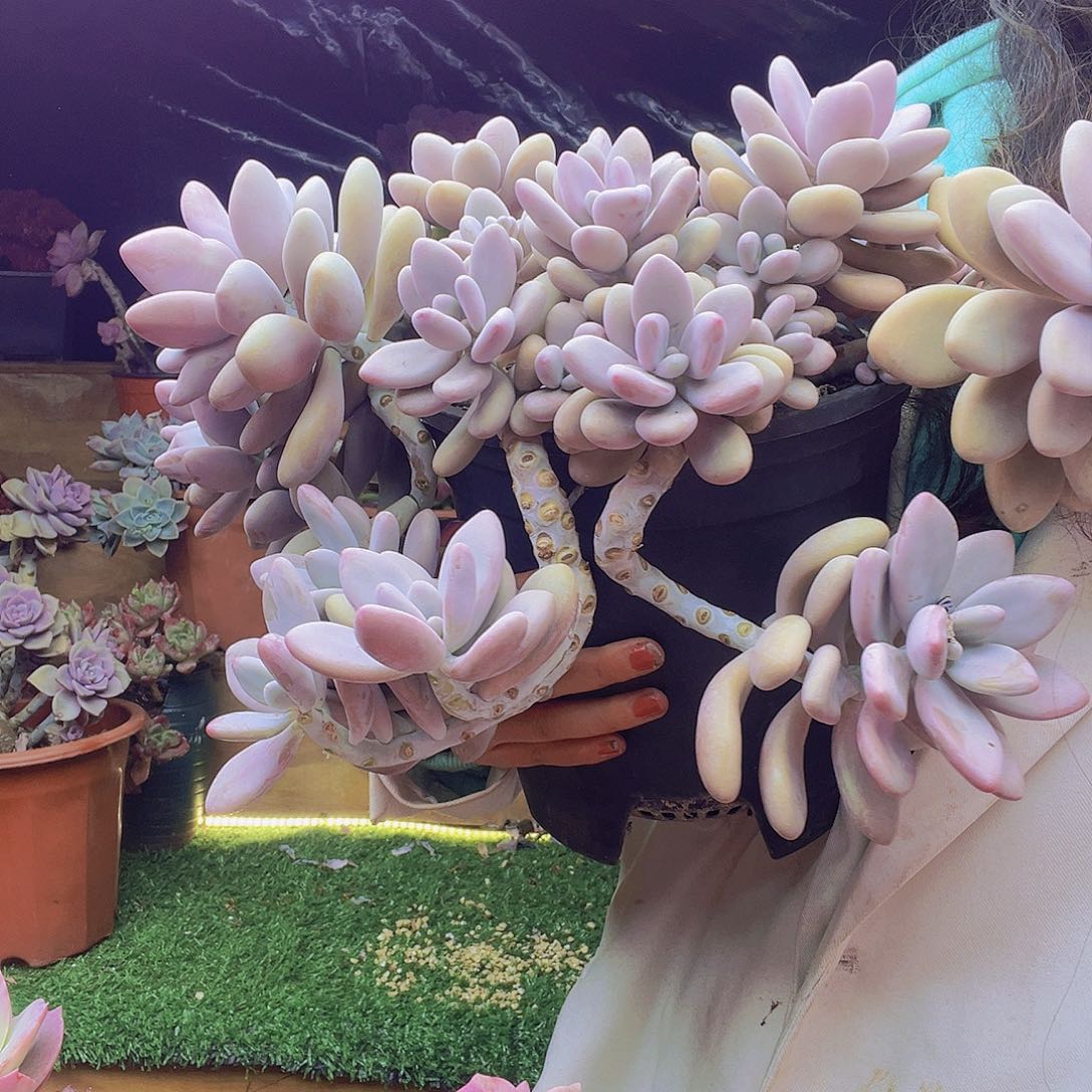 无铅玻璃大桃蛋脱土发