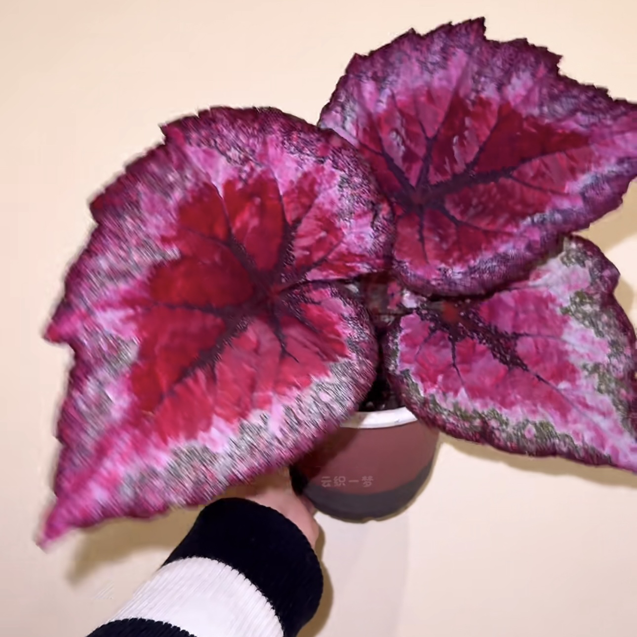 【天秤座·秋海棠】天南星科好看好养天然锦耐荫植物热植