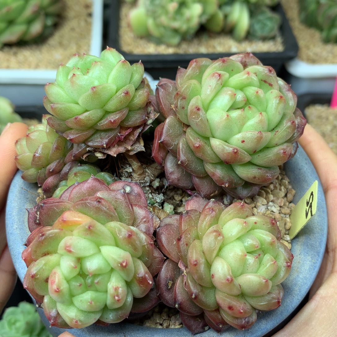 一代灯泡珍妮4+3老桩55