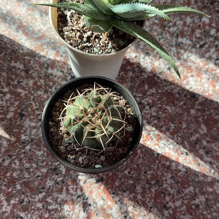 冉****实生圆盘玉脱土发货