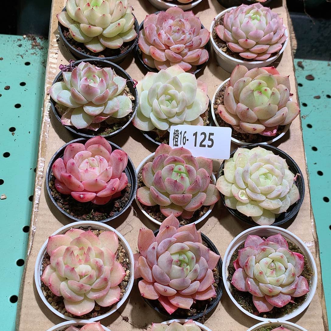 16-125一物一拍带盆18颗