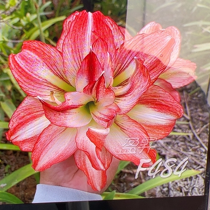 朱顶红484开花大球