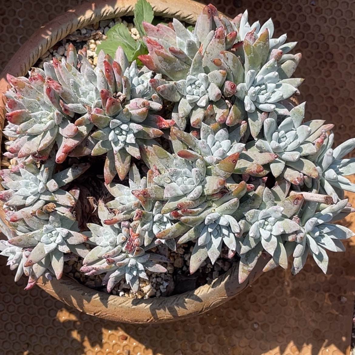 【闪购商品】大花朵白姆老庄