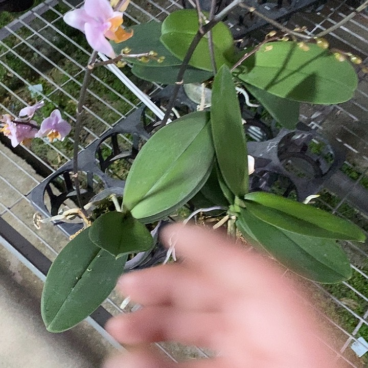 当前无花栽培后可以开花断剑图尔坎1