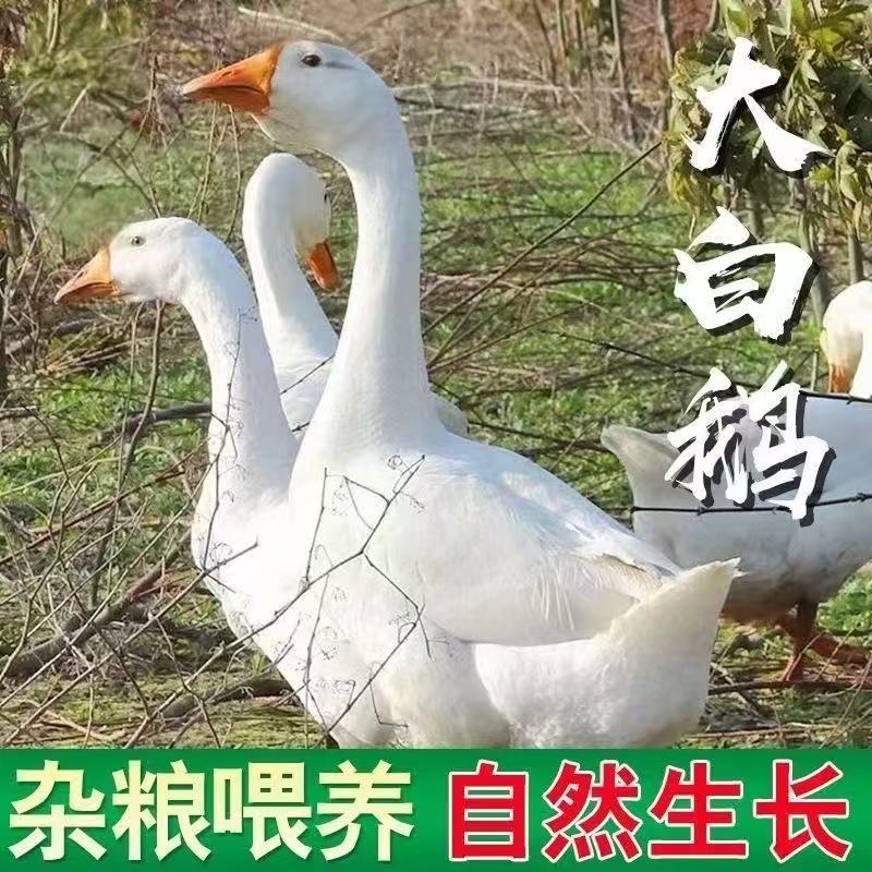 大白鹅买一送一农家散养毛重16斤宰杀净重9-10斤带心肝青年鹅