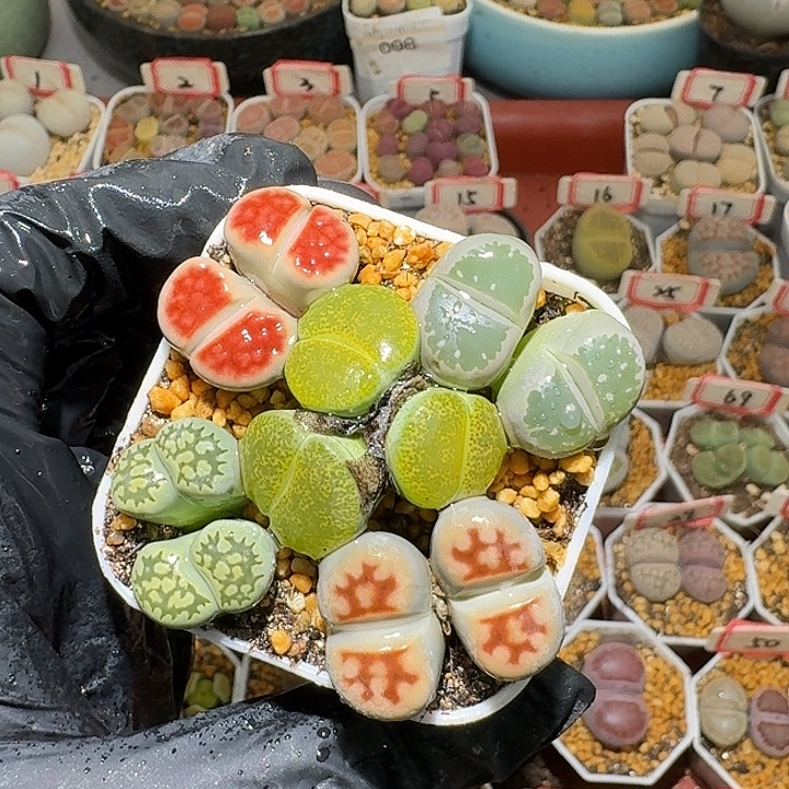 生石花33:：：。  577号