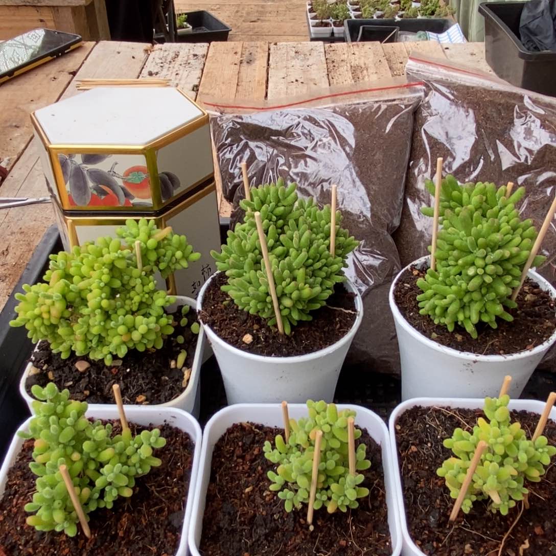 枝干番杏多肉植物362