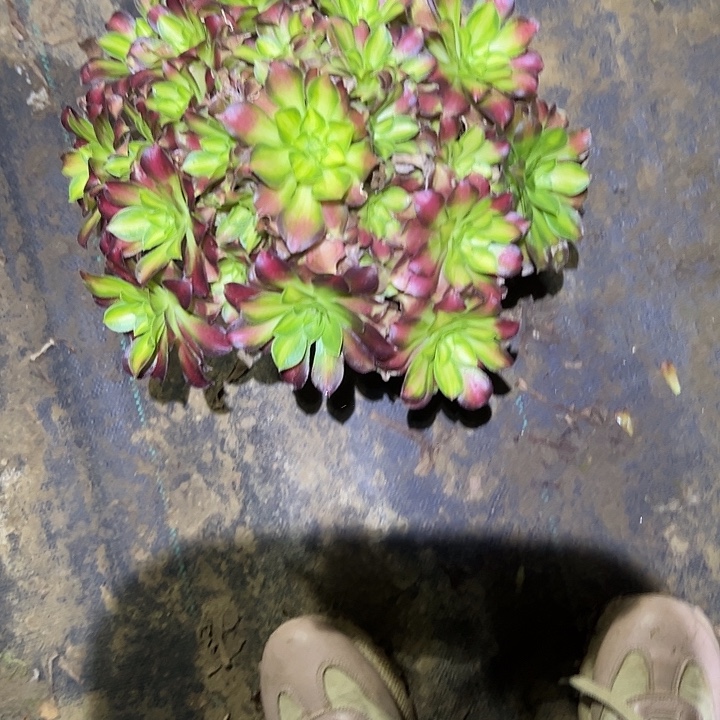 不包侧枝一物一拍14