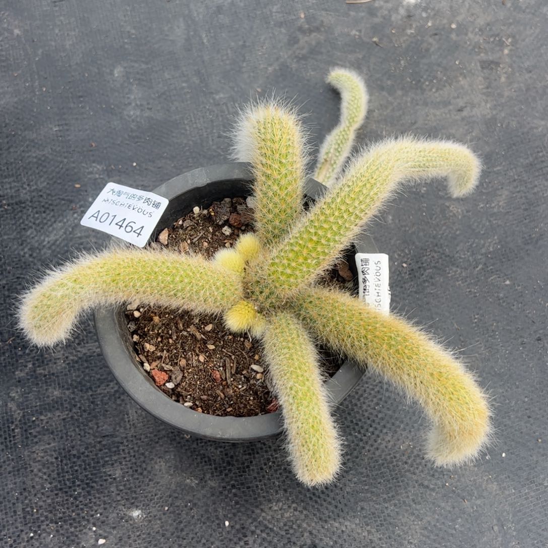 九尾狐一物一拍1464