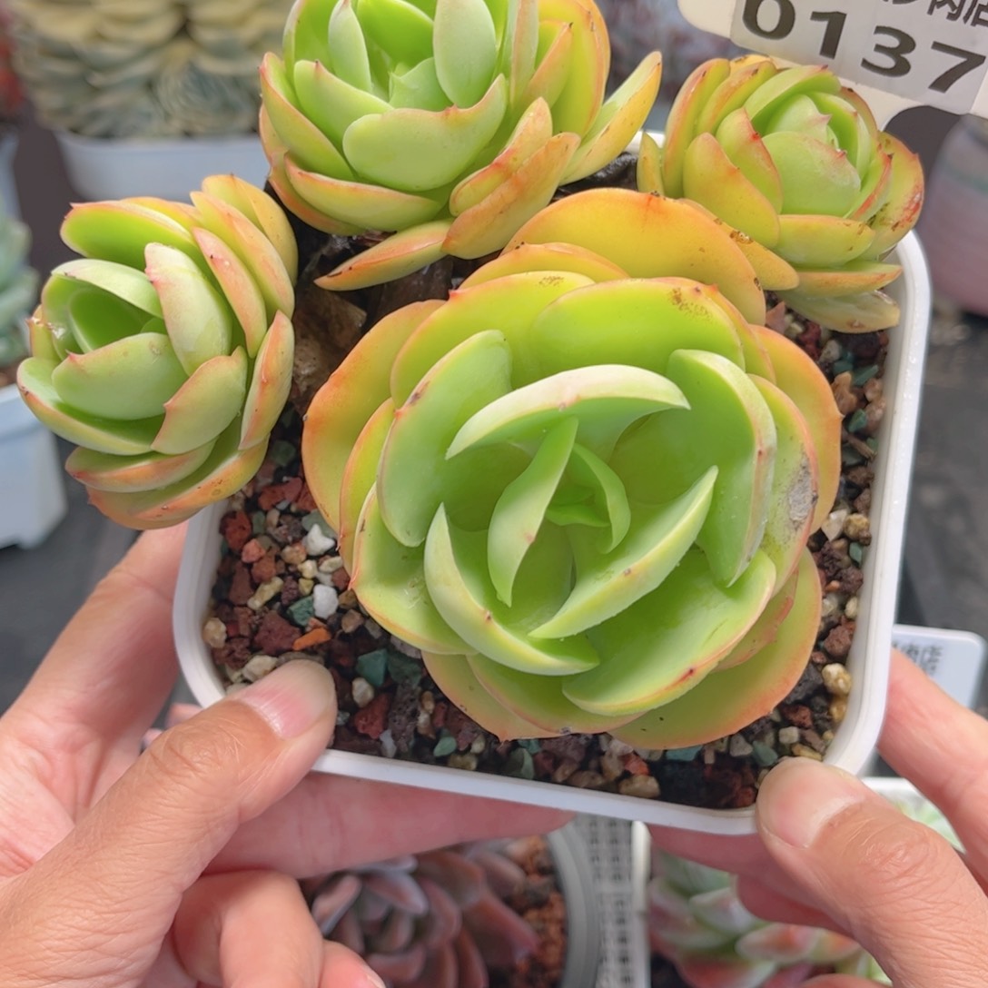 多肉植物0137 一定要拍个冷链哦