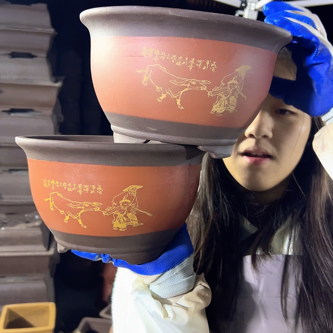 25+25红色放牛娃三角金钟