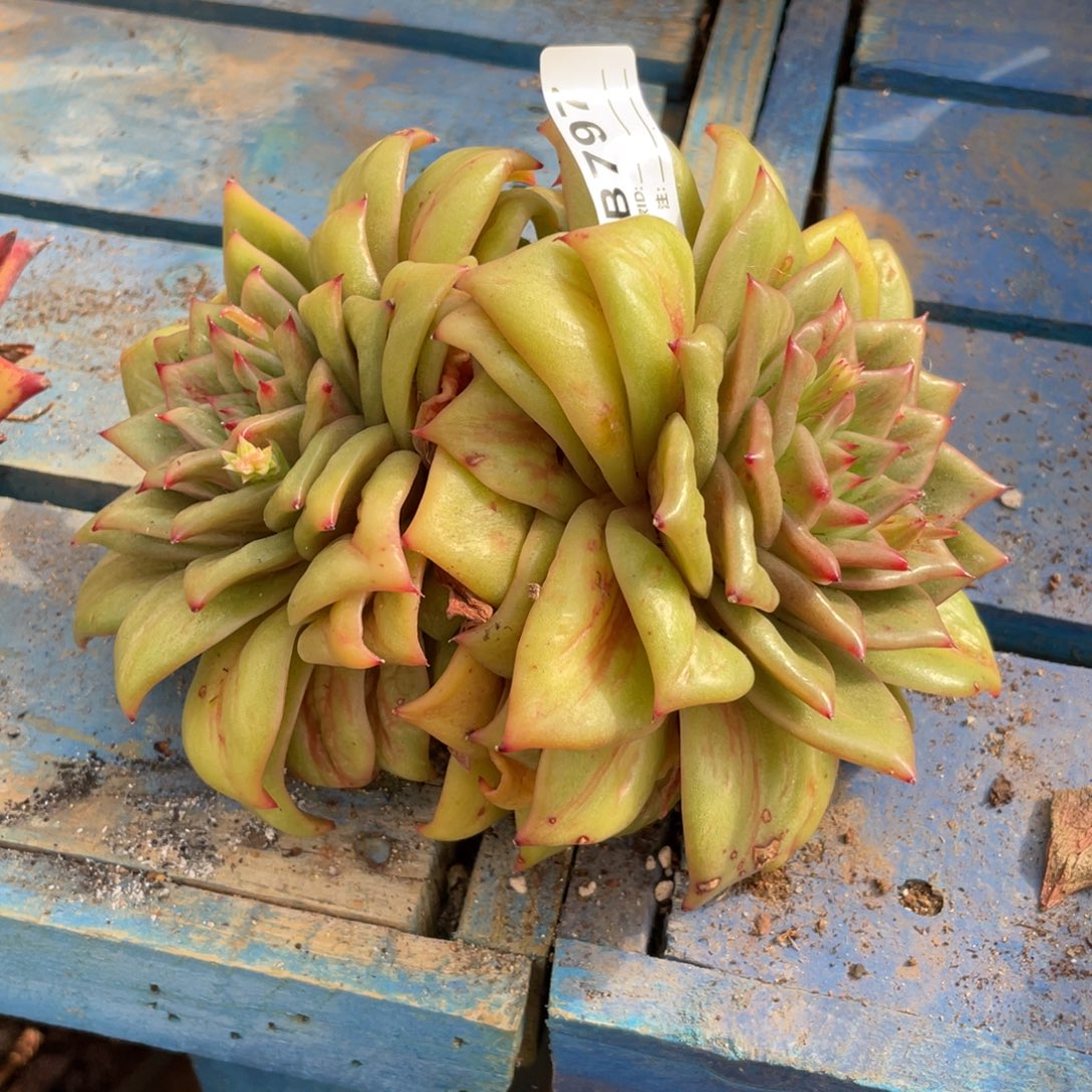 无花朵若如东云组拍B797