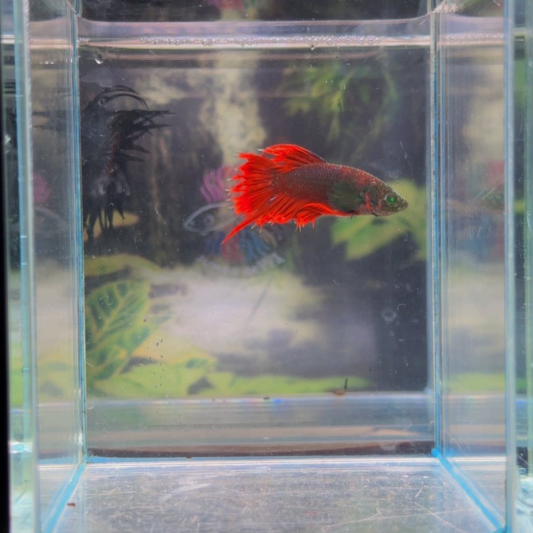 斗鱼这些问题就是不需要解释