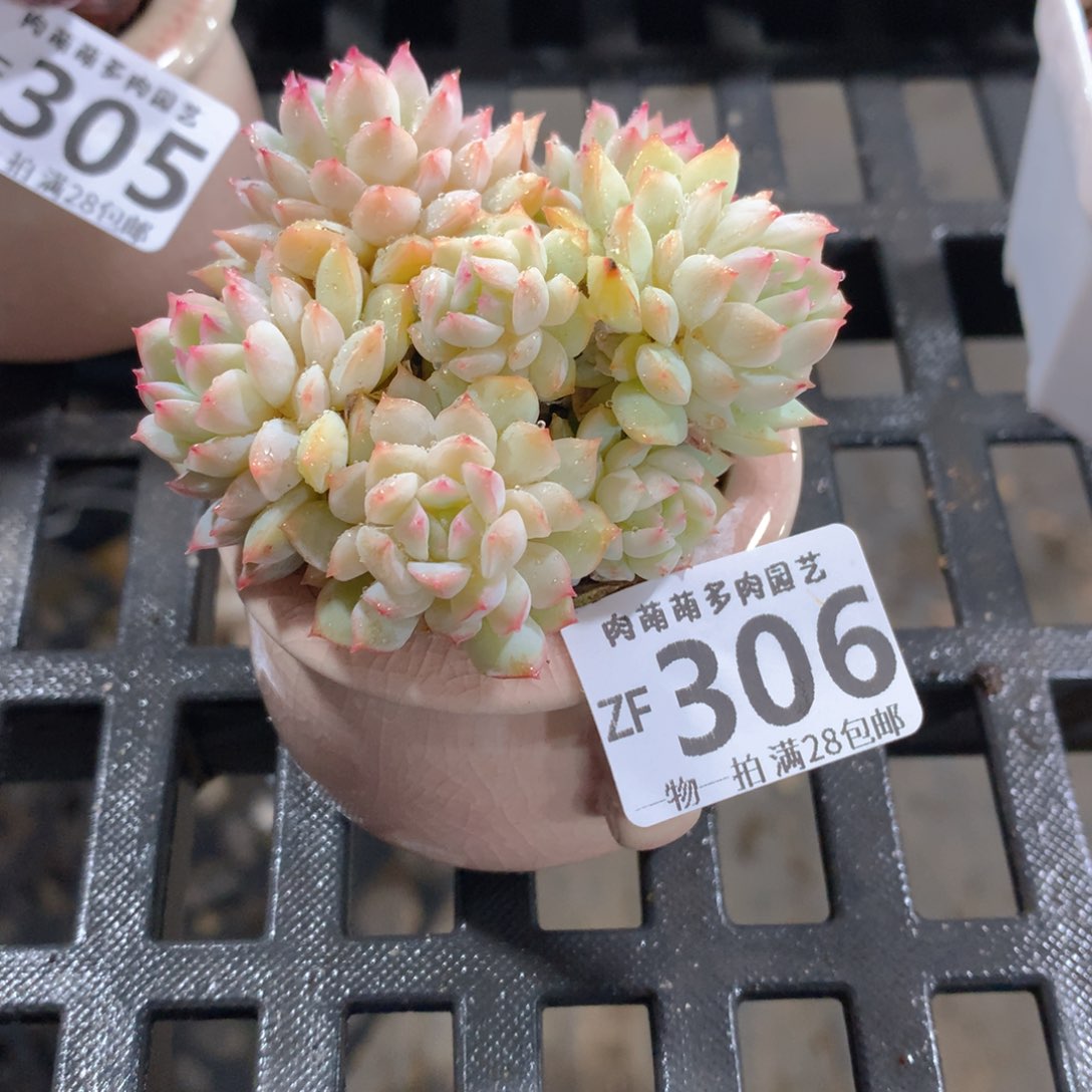 肉萌萌拇指盆精控多肉ZF306