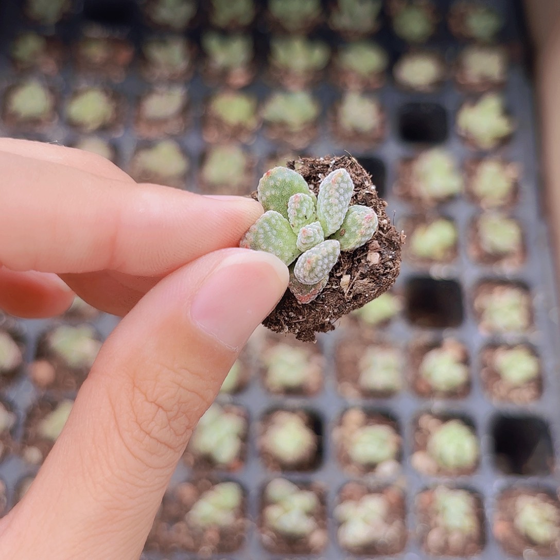 小穴苗火星兔子2米2颗