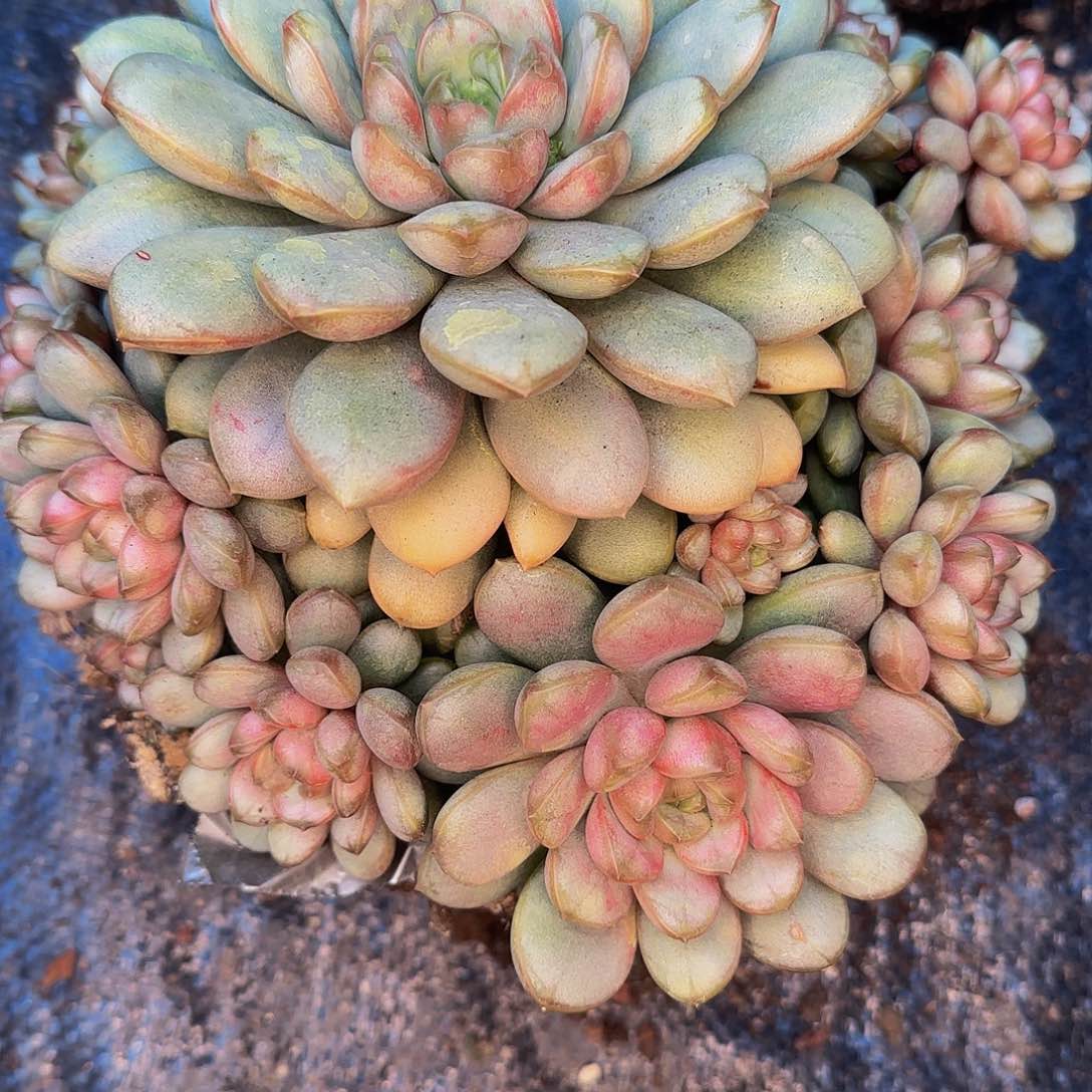 阡*他哈怕他爸爸