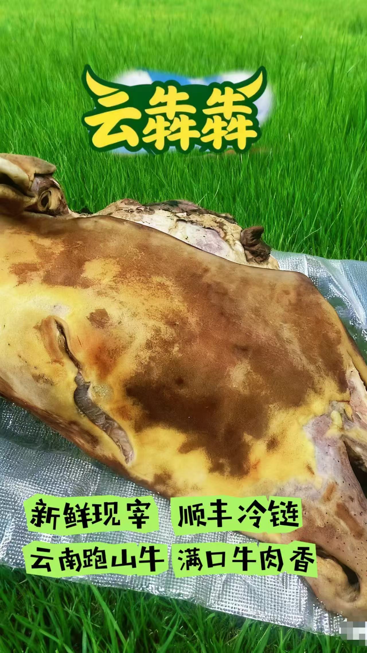 2当天现宰土黄牛精修去骨牛头 牛头宴食材