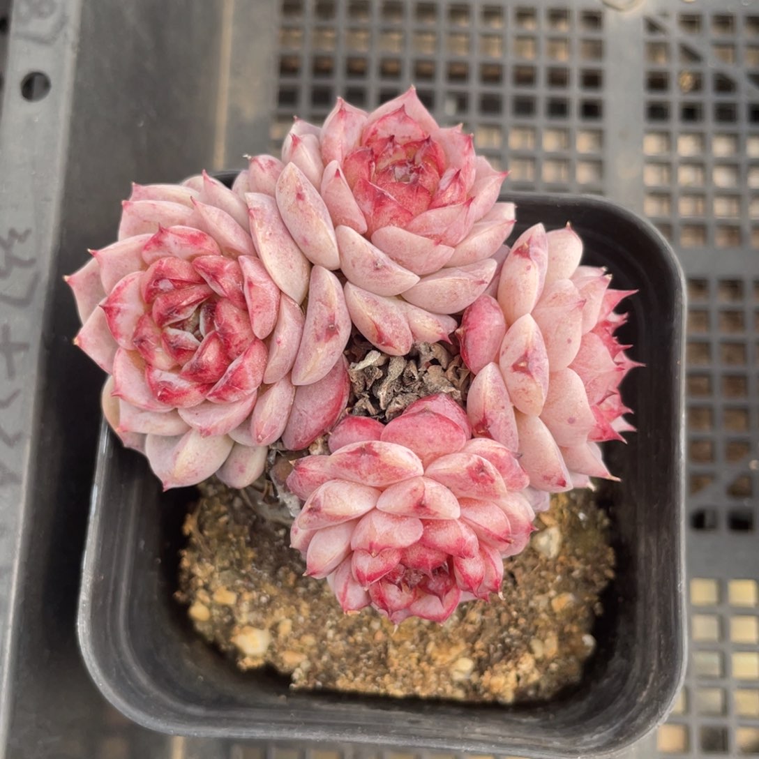 用**阳优选天鹅绒不包整1318