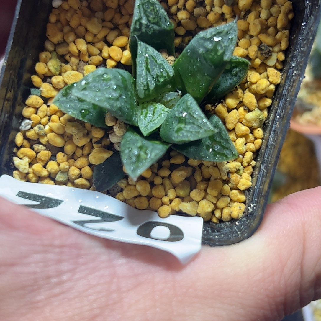 实生寿十二卷多肉植物