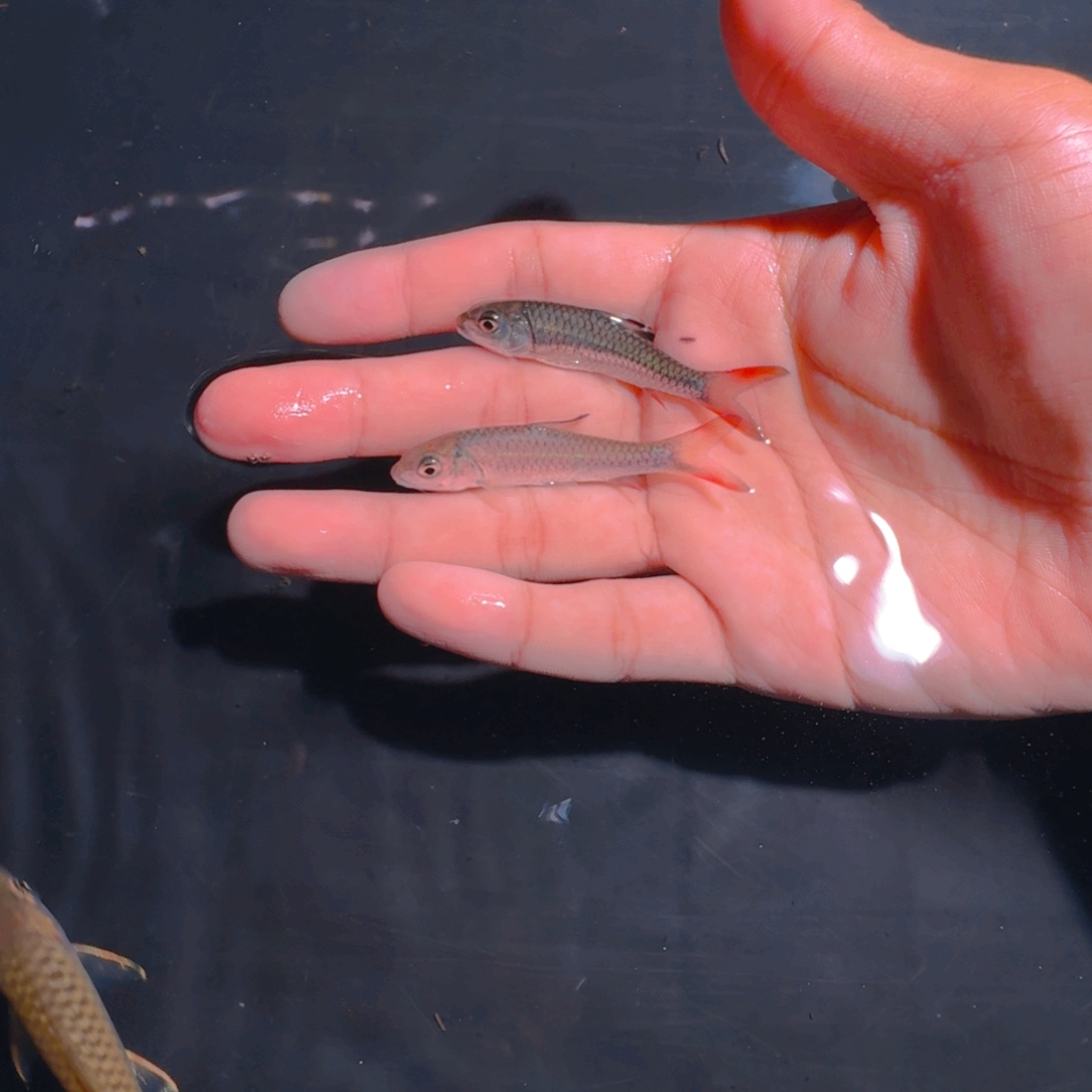 海水鱼彩虹吉罗鱼