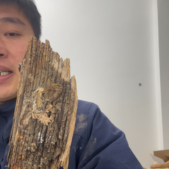 柏木（崖柏）?**年太行崖柏