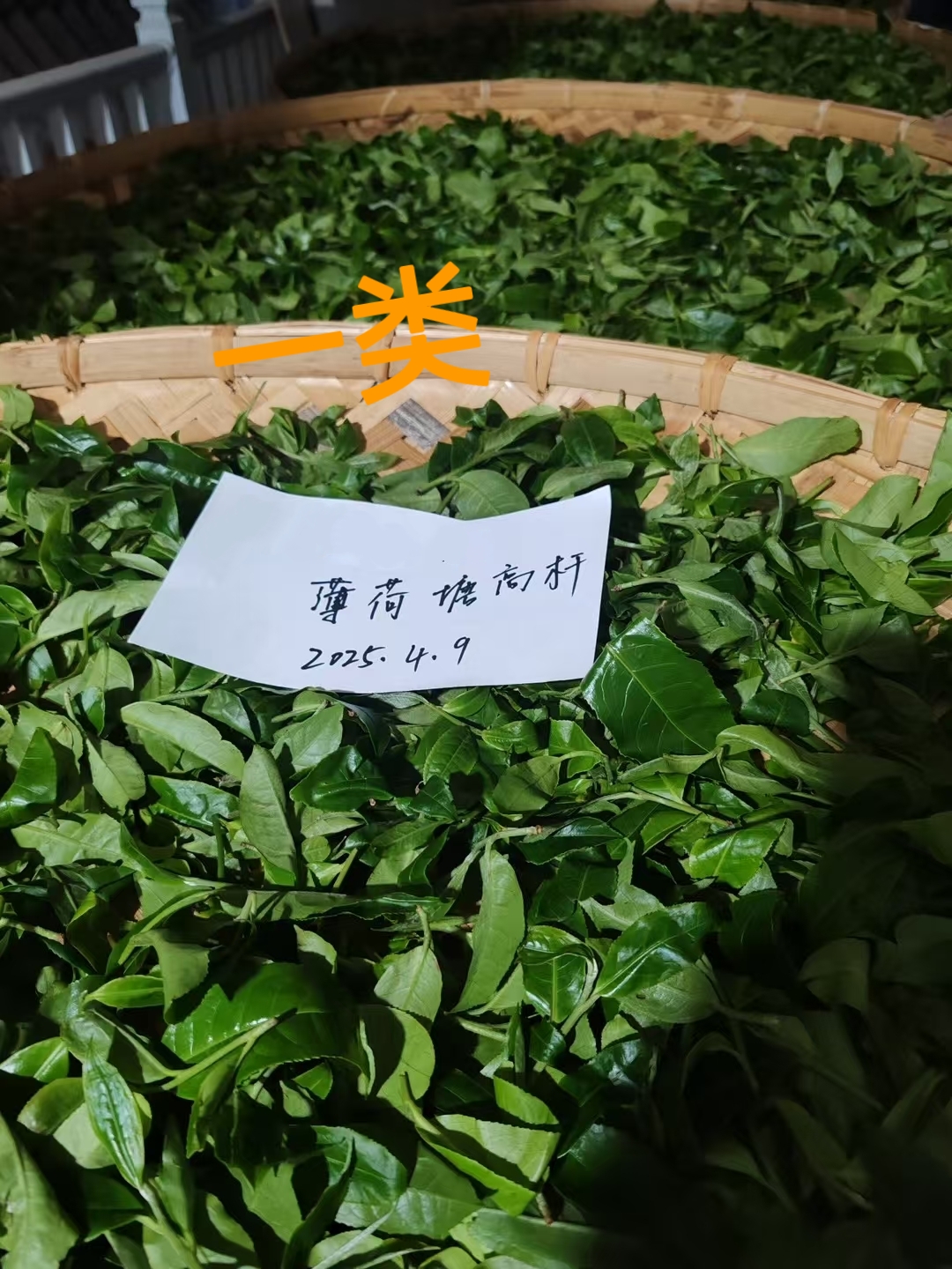 薄荷塘古树一类2025年春（6克/泡）