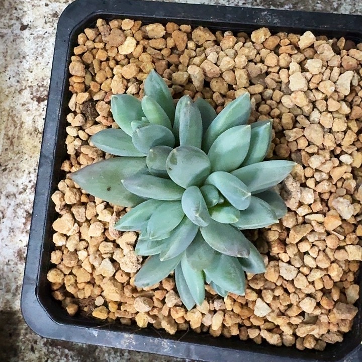 波光 群生 一物一拍