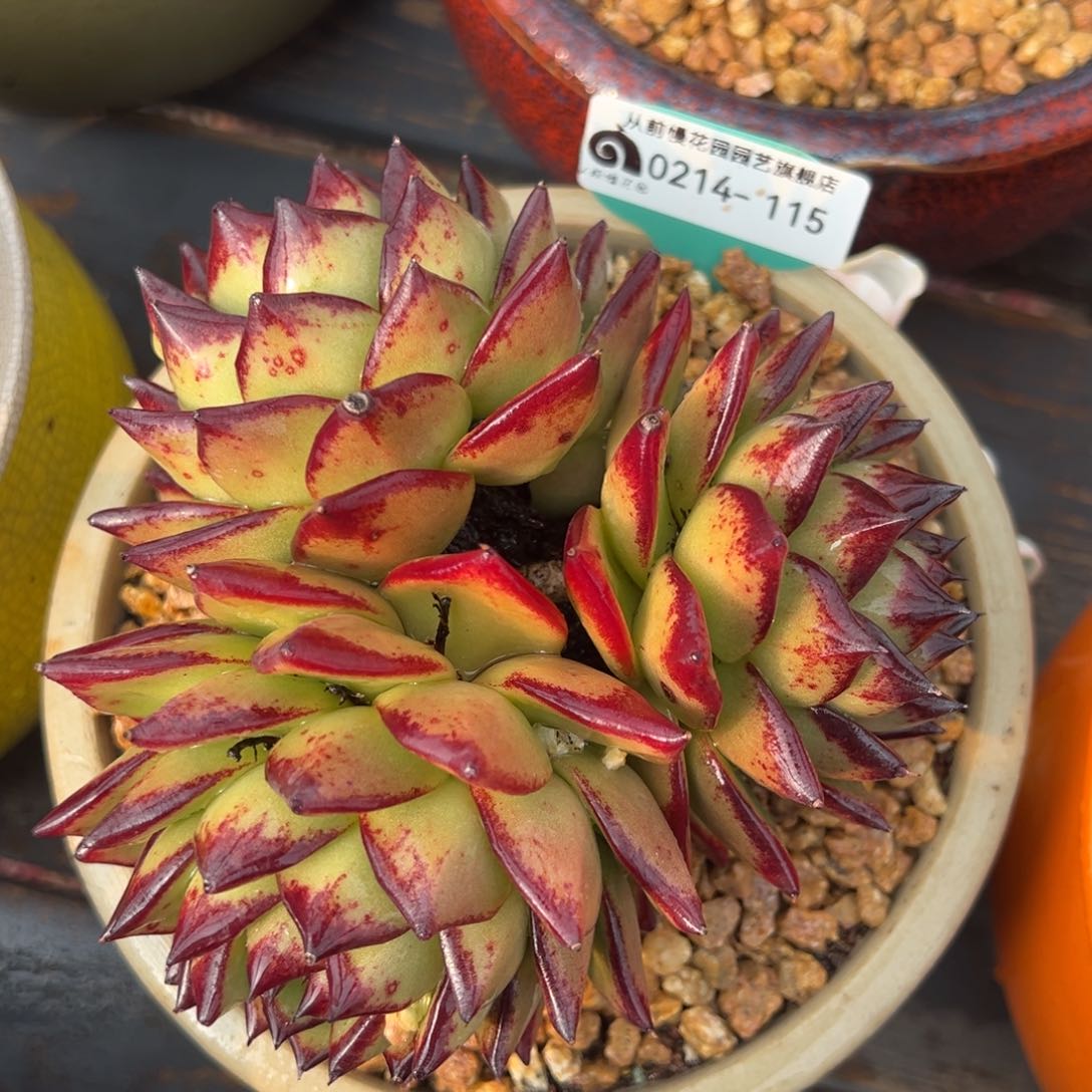 从前慢多肉精选编号0214.115