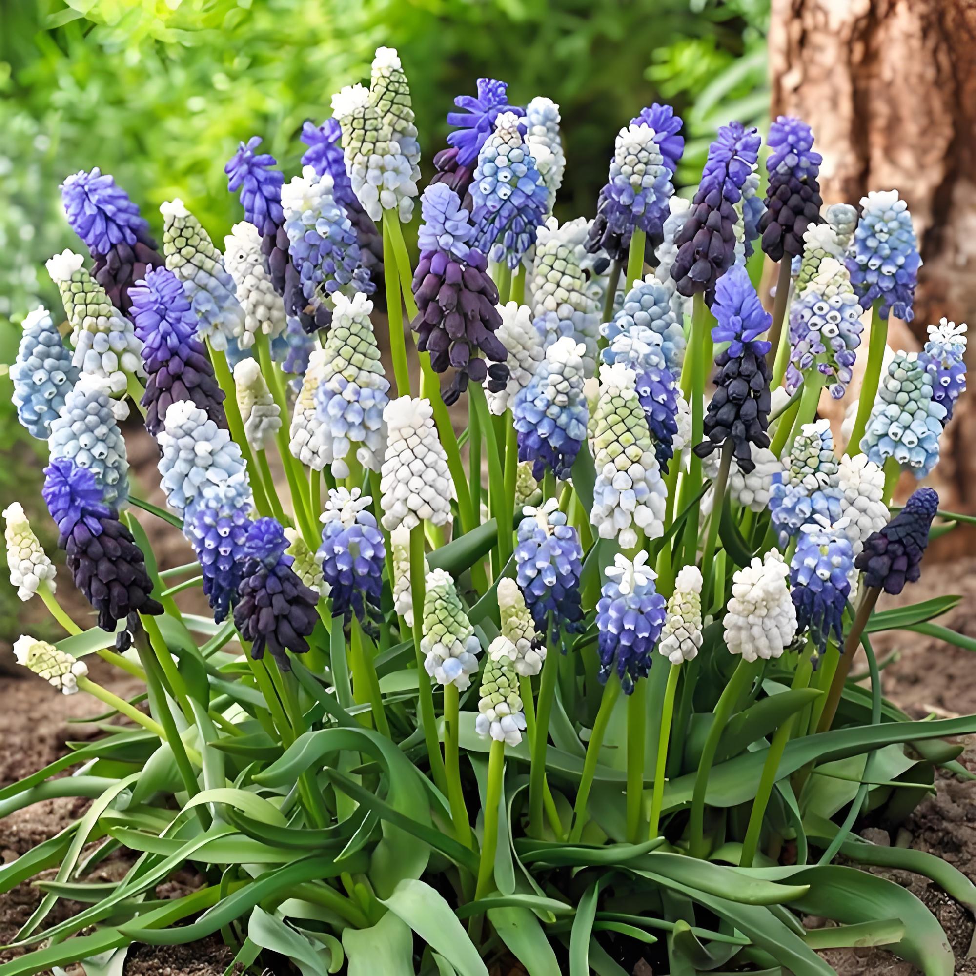 葡萄风信子种球土培水培多年生耐寒盆栽花卉