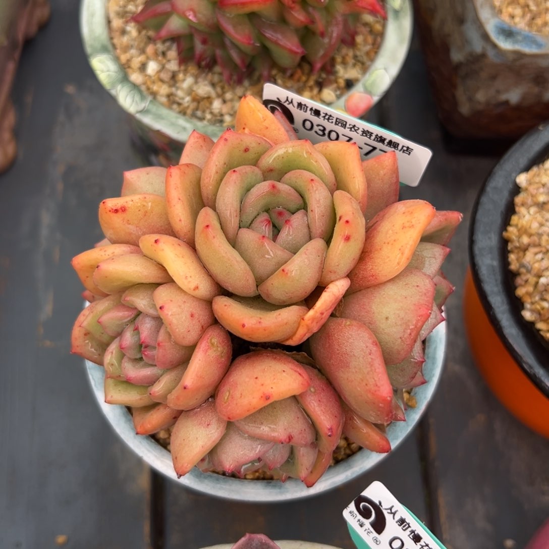 多肉一物一拍0307-77