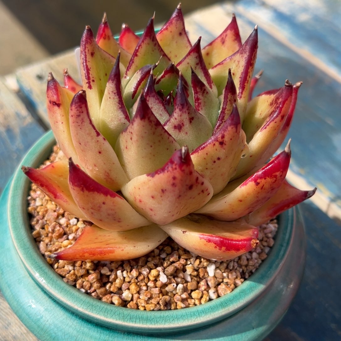 从前慢多肉精选编号0212.198