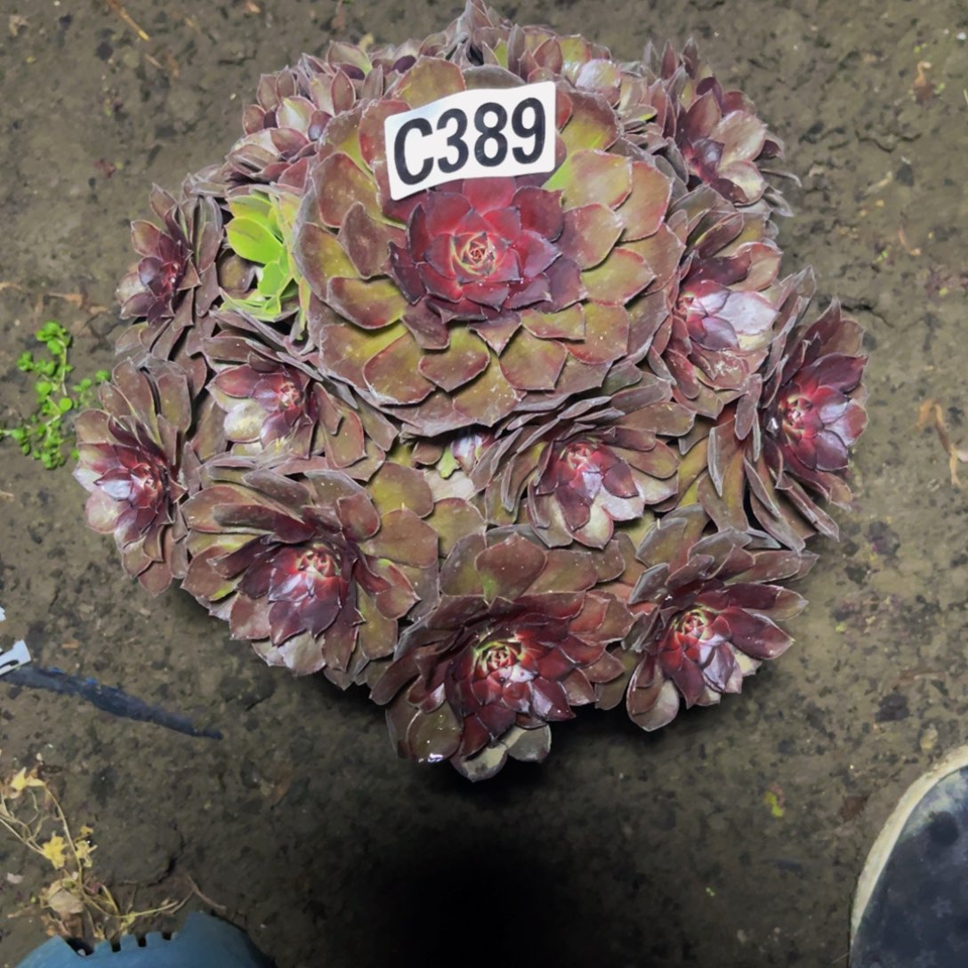 千面男爵28/////47包邮