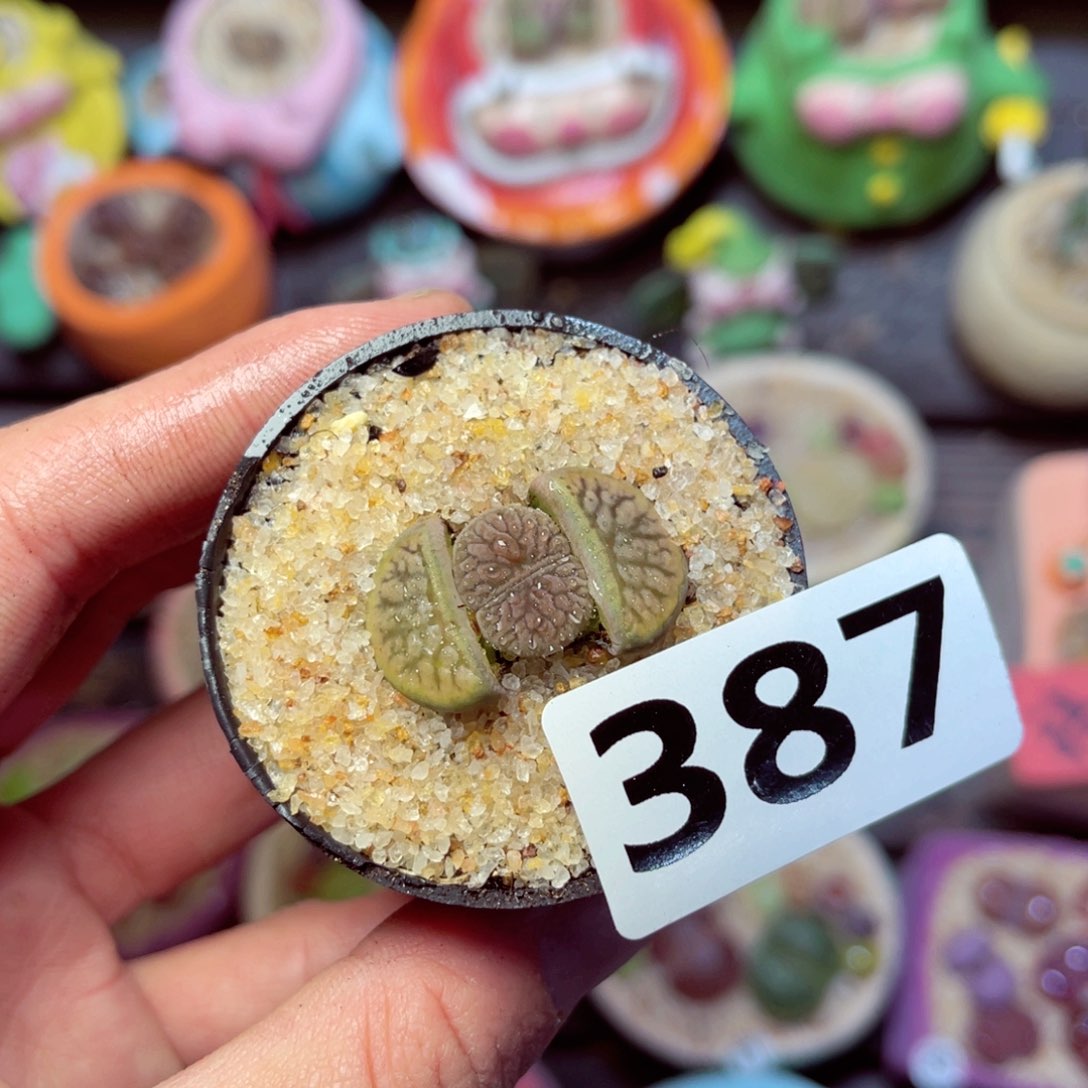 387生石花带盆发