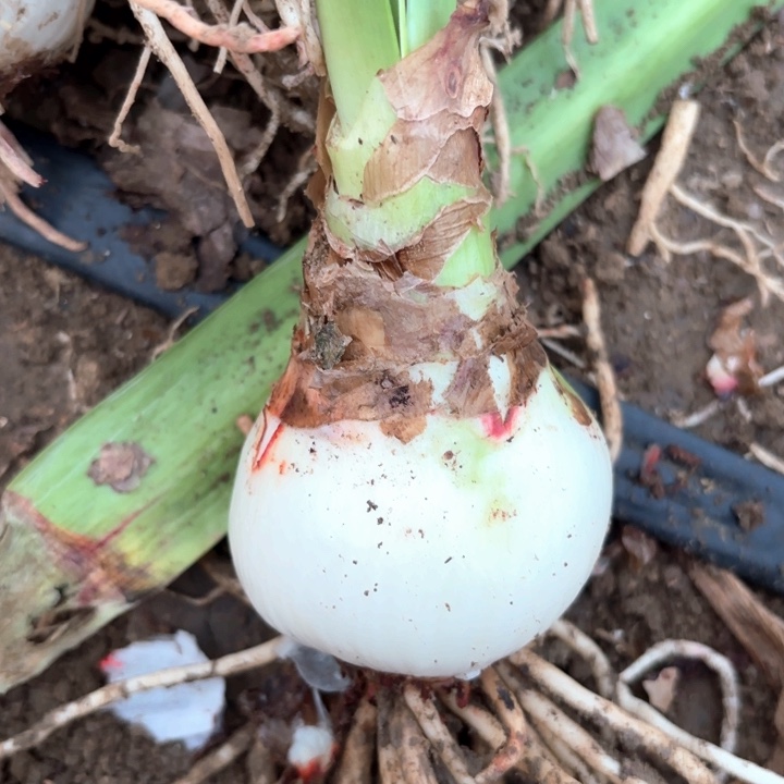 无花朵珍妮小姐包对版