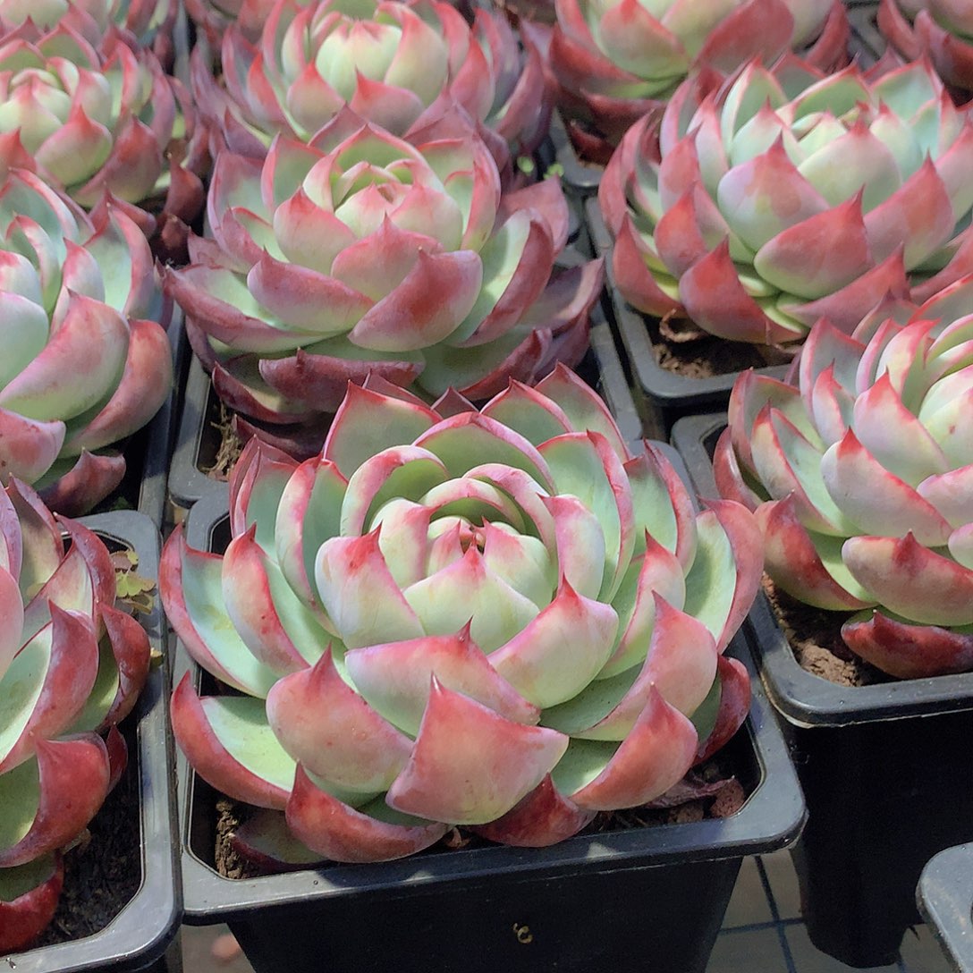 大惊鸿3456rtyuiio89990