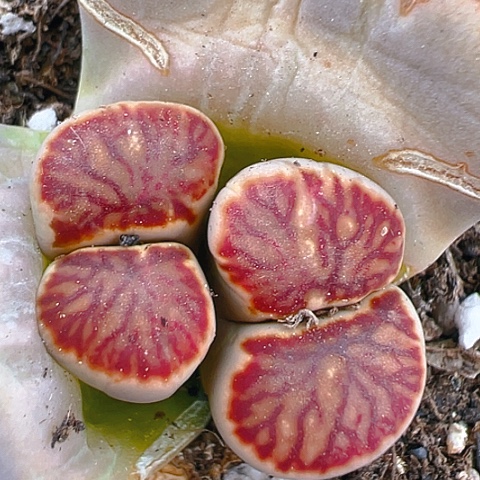 【闪购商品】25178