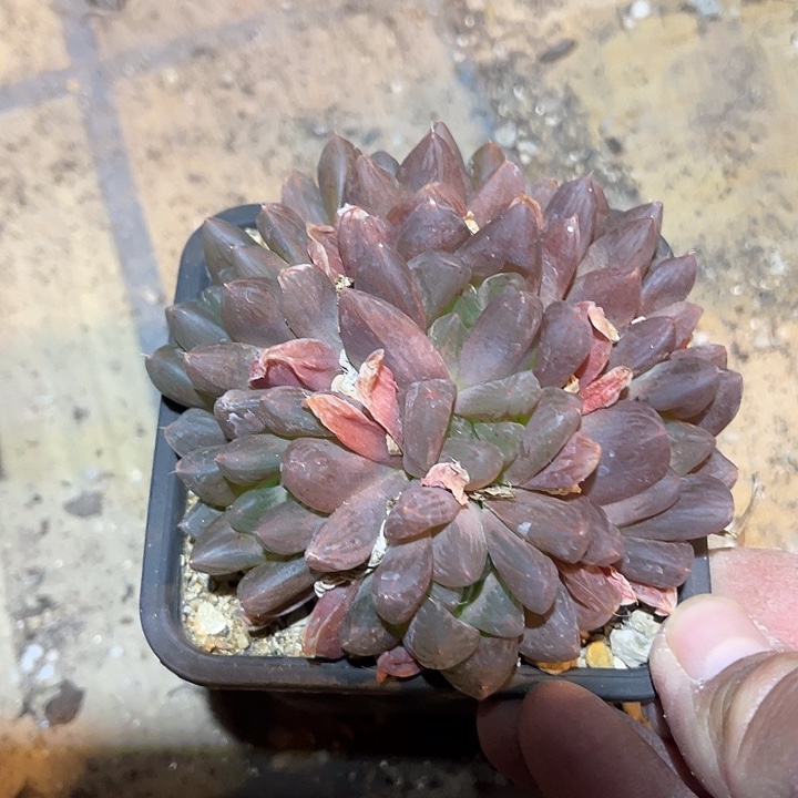 满38包邮2天凑单，脱土晾根发货多肉植物