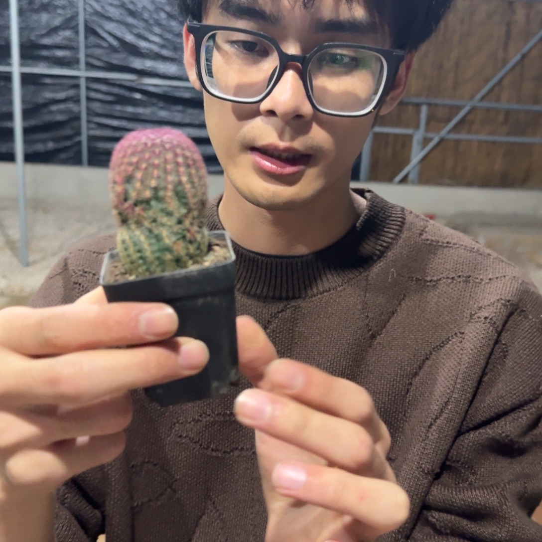 红太阳刺缀仙人球