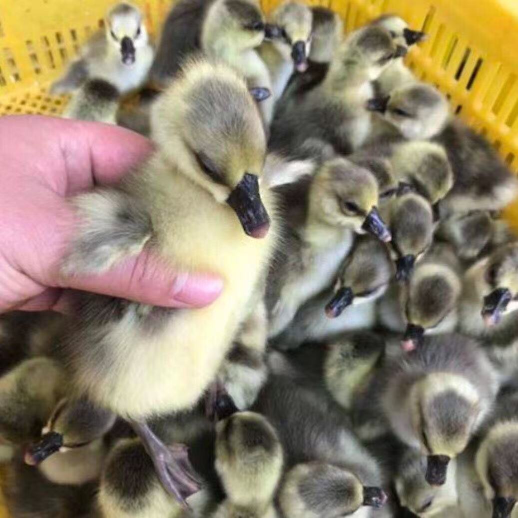 灰鹅、顺丰包邮到家