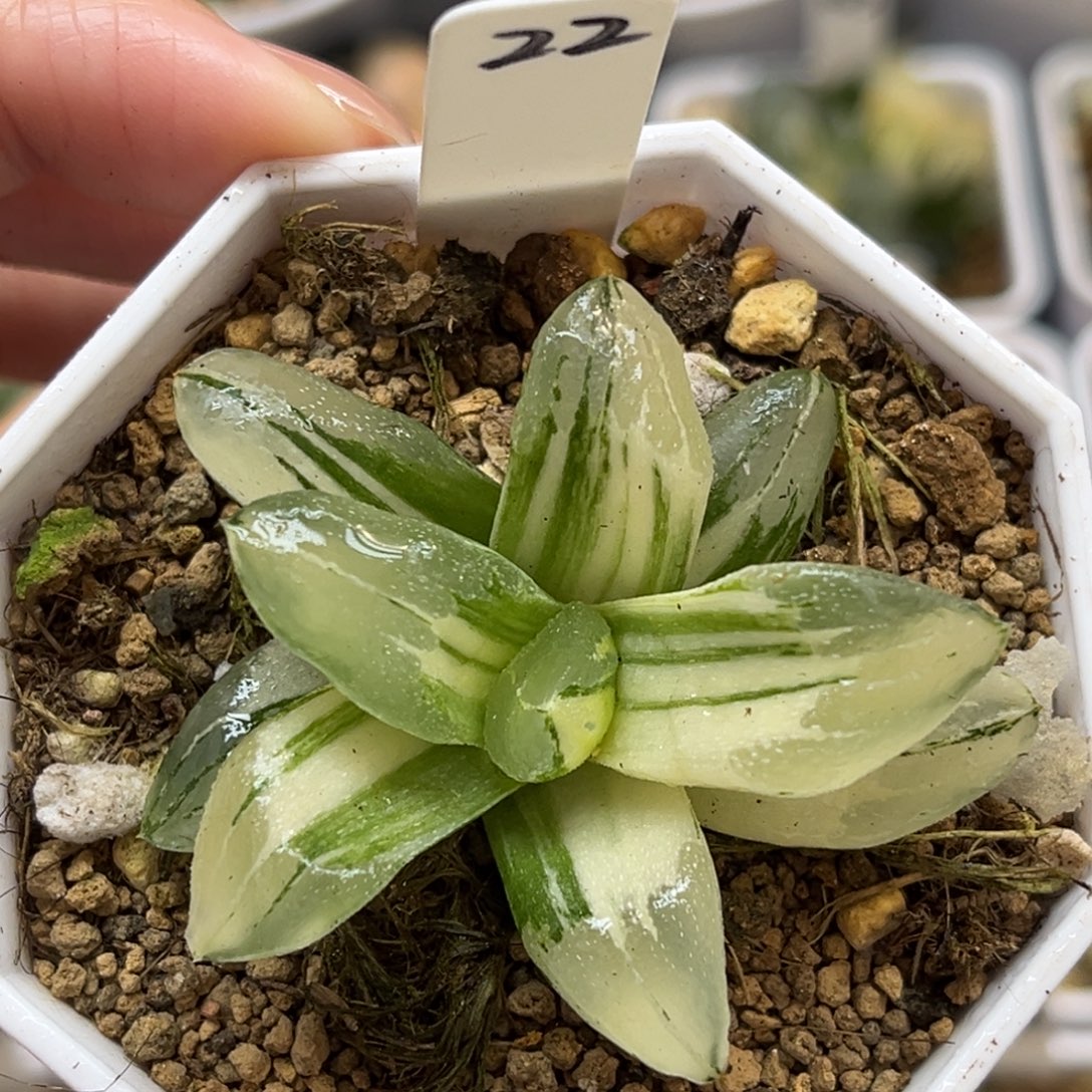 22极上斑冰城寿锦福利专场