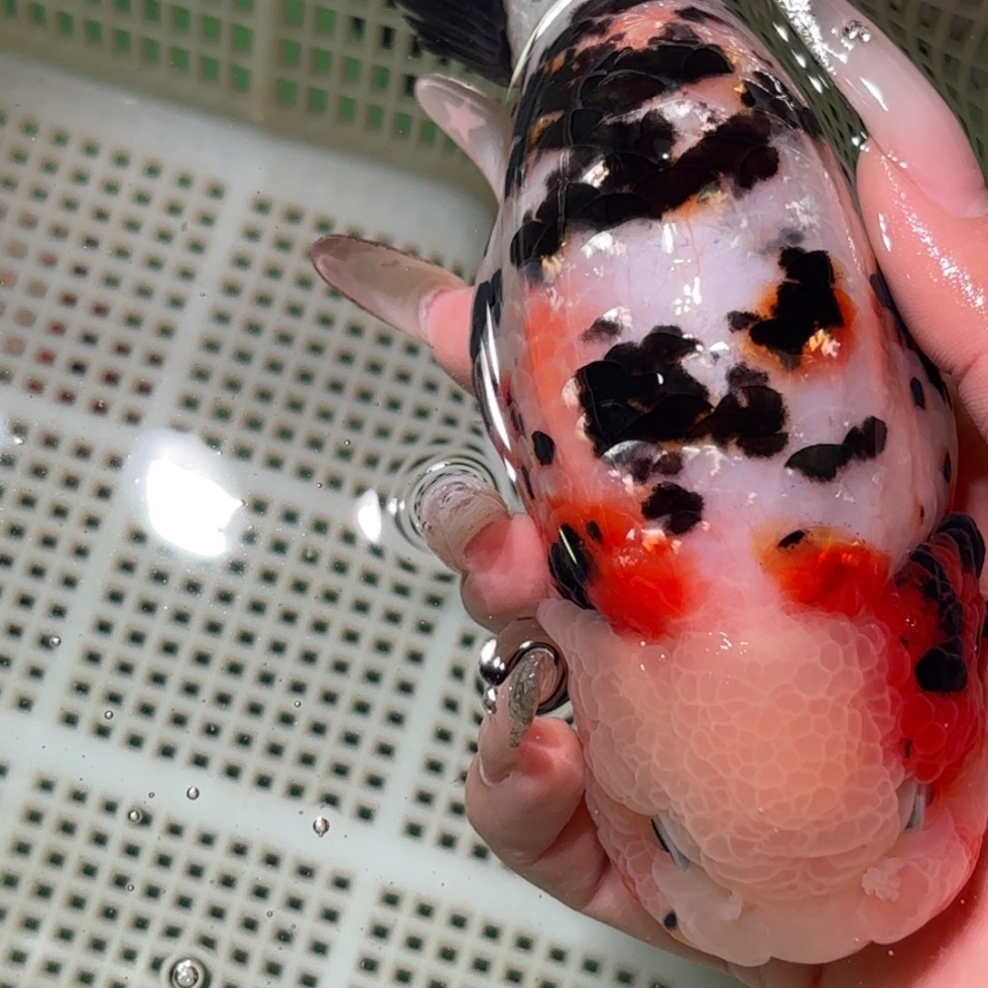 最***手金鱼拍包装包邮，不拍包装运费到付