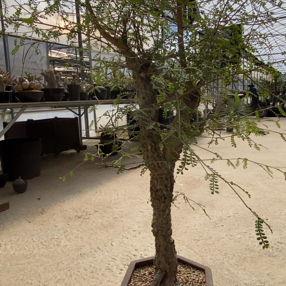 滔天橄榄块根植物盆栽