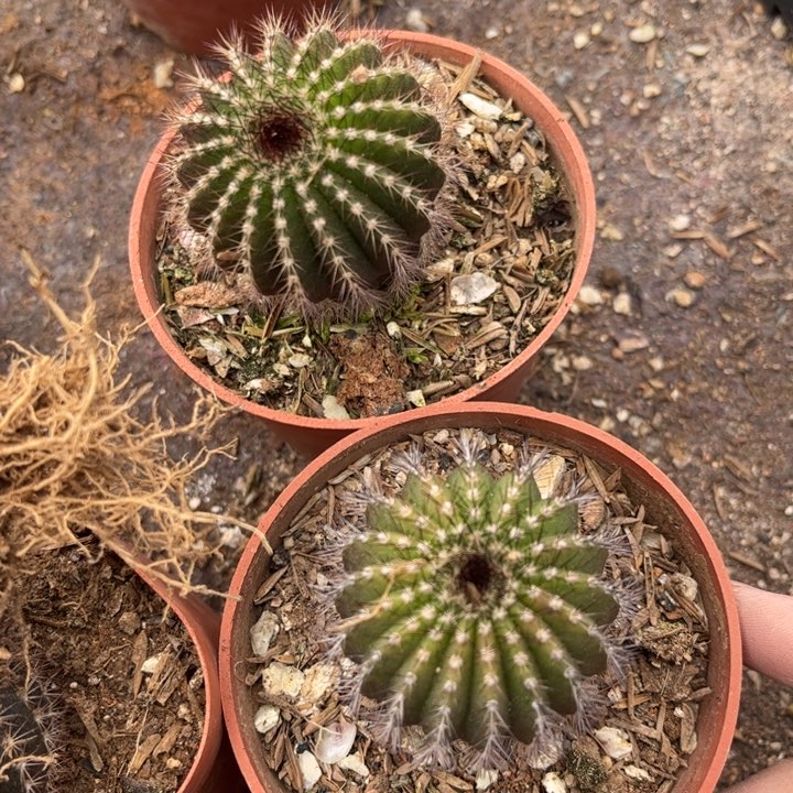 优搏球好养皮实好活