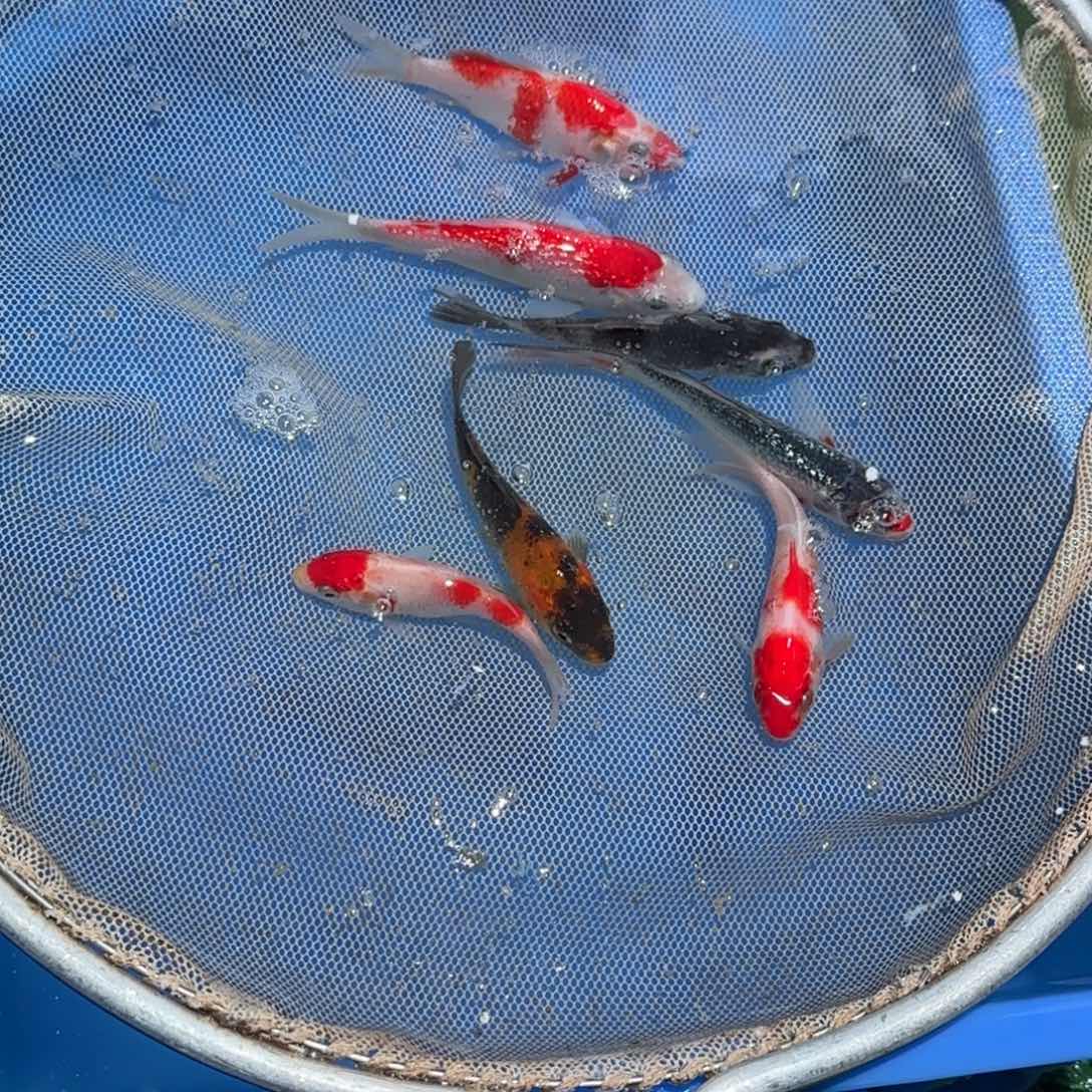 锦鲤锦鲤观赏鱼锦鲤