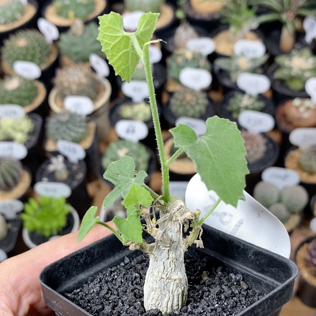 201号实生冰丝葫芦 高度4cm